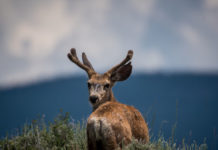 Best Nature Documentaries on Netflix Best Nature Documentaries on Netflix