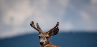 Best Nature Documentaries on Netflix Best Nature Documentaries on Netflix